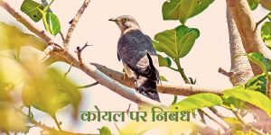 कोयल पक्षी पर निबंध Essay on Cuckoo Bird in Hindi (1000W)