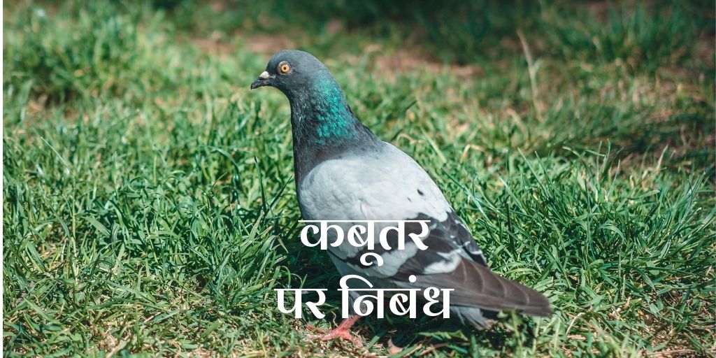 an essay about pigeon bird in hindi